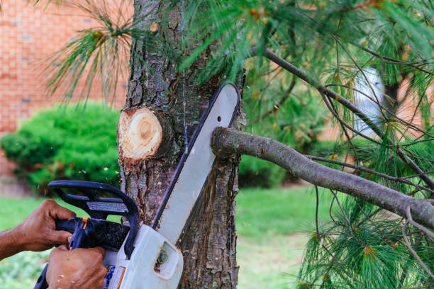 Professional Tree Service in Elba, AL